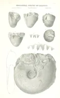 Picture 68 of 88 from Geological Survey of Illinois. A. H. Worthen, Director (1866), leaf 629