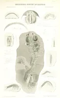 Picture 70 of 88 from Geological Survey of Illinois. A. H. Worthen, Director (1866), leaf 637
