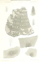 Picture 71 of 88 from Geological Survey of Illinois. A. H. Worthen, Director (1866), leaf 641