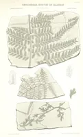 Picture 72 of 88 from Geological Survey of Illinois. A. H. Worthen, Director (1866), leaf 645