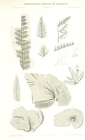 An illustration from Geological Survey of Illinois. A. H. Worthen, Director (1866)