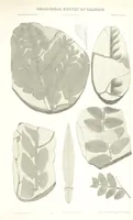Picture 74 of 88 from Geological Survey of Illinois. A. H. Worthen, Director (1866), leaf 653