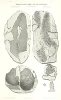 Picture 75 of 88 from Geological Survey of Illinois. A. H. Worthen, Director (1866), leaf 657