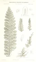 Picture 76 of 88 from Geological Survey of Illinois. A. H. Worthen, Director (1866), leaf 661