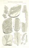 An illustration from Geological Survey of Illinois. A. H. Worthen, Director (1866)