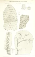 Picture 79 of 88 from Geological Survey of Illinois. A. H. Worthen, Director (1866), leaf 673