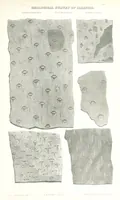 Picture 80 of 88 from Geological Survey of Illinois. A. H. Worthen, Director (1866), leaf 677