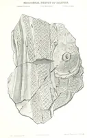 Picture 81 of 88 from Geological Survey of Illinois. A. H. Worthen, Director (1866), leaf 681