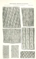Picture 82 of 88 from Geological Survey of Illinois. A. H. Worthen, Director (1866), leaf 685