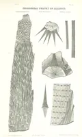 Picture 83 of 88 from Geological Survey of Illinois. A. H. Worthen, Director (1866), leaf 689