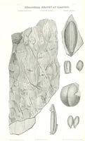 Picture 84 of 88 from Geological Survey of Illinois. A. H. Worthen, Director (1866), leaf 693