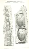 Picture 85 of 88 from Geological Survey of Illinois. A. H. Worthen, Director (1866), leaf 697