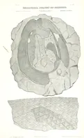 Picture 87 of 88 from Geological Survey of Illinois. A. H. Worthen, Director (1866), leaf 705