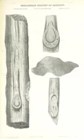 An illustration from Geological Survey of Illinois. A. H. Worthen, Director (1866)