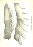 An illustration from Geological Survey of Illinois. A. H. Worthen, Director (1866)