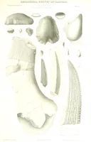 An illustration from Geological Survey of Illinois. A. H. Worthen, Director (1866)