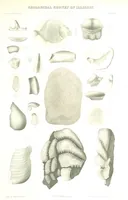 An illustration from Geological Survey of Illinois. A. H. Worthen, Director (1866)