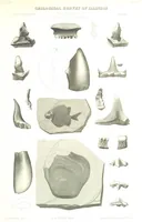 An illustration from Geological Survey of Illinois. A. H. Worthen, Director (1866)