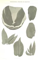 An illustration from Geological Survey of Illinois. A. H. Worthen, Director (1866)