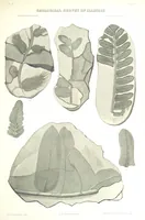 Picture 7 of 32 from Geological Survey of Illinois. A. H. Worthen, Director (1866), leaf 557