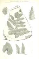 An illustration from Geological Survey of Illinois. A. H. Worthen, Director (1866)
