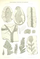 An illustration from Geological Survey of Illinois. A. H. Worthen, Director (1866)