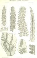 An illustration from Geological Survey of Illinois. A. H. Worthen, Director (1866)