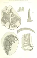 An illustration from Geological Survey of Illinois. A. H. Worthen, Director (1866)