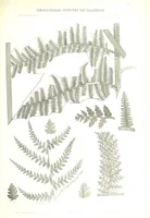 An illustration from Geological Survey of Illinois. A. H. Worthen, Director (1866)