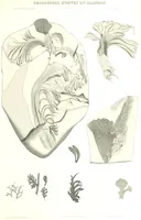 An illustration from Geological Survey of Illinois. A. H. Worthen, Director (1866)