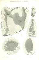 An illustration from Geological Survey of Illinois. A. H. Worthen, Director (1866)