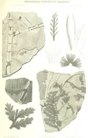 Picture 20 of 32 from Geological Survey of Illinois. A. H. Worthen, Director (1866), leaf 609