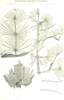 An illustration from Geological Survey of Illinois. A. H. Worthen, Director (1866)