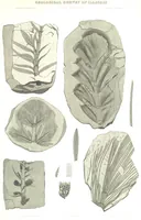 An illustration from Geological Survey of Illinois. A. H. Worthen, Director (1866)