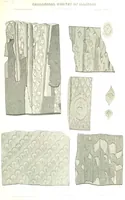 An illustration from Geological Survey of Illinois. A. H. Worthen, Director (1866)
