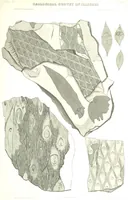 An illustration from Geological Survey of Illinois. A. H. Worthen, Director (1866)