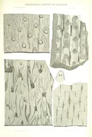 An illustration from Geological Survey of Illinois. A. H. Worthen, Director (1866)
