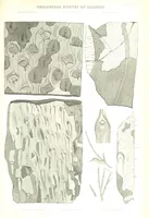 An illustration from Geological Survey of Illinois. A. H. Worthen, Director (1866)
