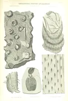 An illustration from Geological Survey of Illinois. A. H. Worthen, Director (1866)
