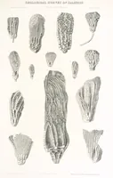 An illustration from Geological Survey of Illinois. A. H. Worthen, Director (1866)