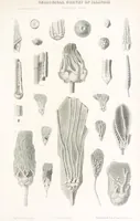 An illustration from Geological Survey of Illinois. A. H. Worthen, Director (1866)