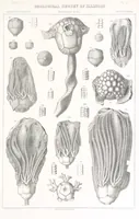 An illustration from Geological Survey of Illinois. A. H. Worthen, Director (1866)