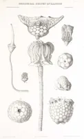 An illustration from Geological Survey of Illinois. A. H. Worthen, Director (1866)