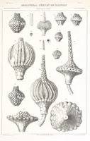 Picture 6 of 33 from Geological Survey of Illinois. A. H. Worthen, Director (1866), leaf 659