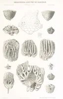 An illustration from Geological Survey of Illinois. A. H. Worthen, Director (1866)