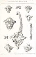 An illustration from Geological Survey of Illinois. A. H. Worthen, Director (1866)