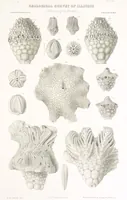 An illustration from Geological Survey of Illinois. A. H. Worthen, Director (1866)
