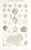 An illustration from Geological Survey of Illinois. A. H. Worthen, Director (1866)