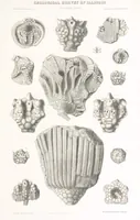 An illustration from Geological Survey of Illinois. A. H. Worthen, Director (1866)