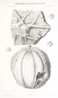 An illustration from Geological Survey of Illinois. A. H. Worthen, Director (1866)